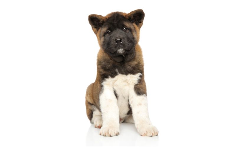 Akita 