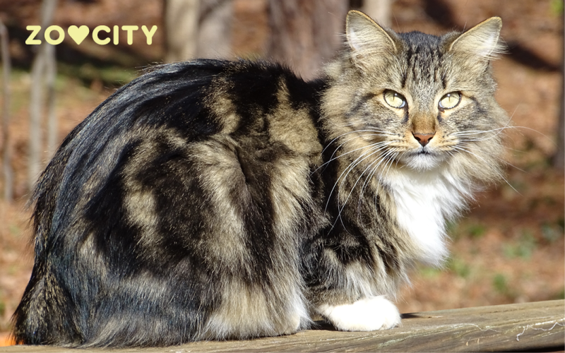 Američki bobtail