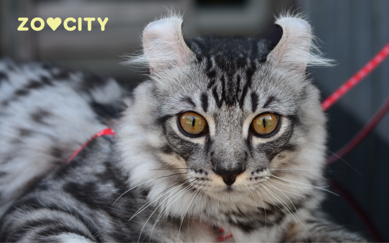 American Curl
