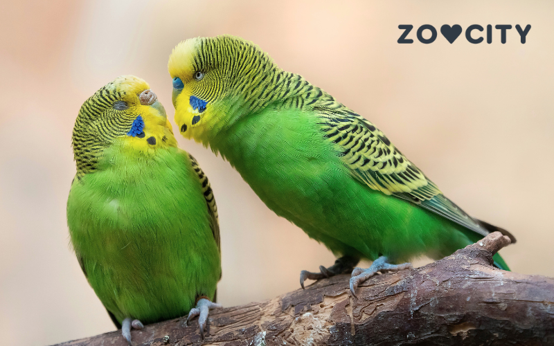 Ptice u ZOOCITYJU: otkrij više i saznaj gdje su dostupne