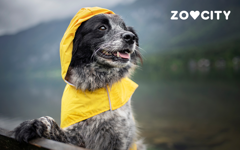 Stigla nam je zima! Odaberi kaputić ili pulover za svog ljubimca