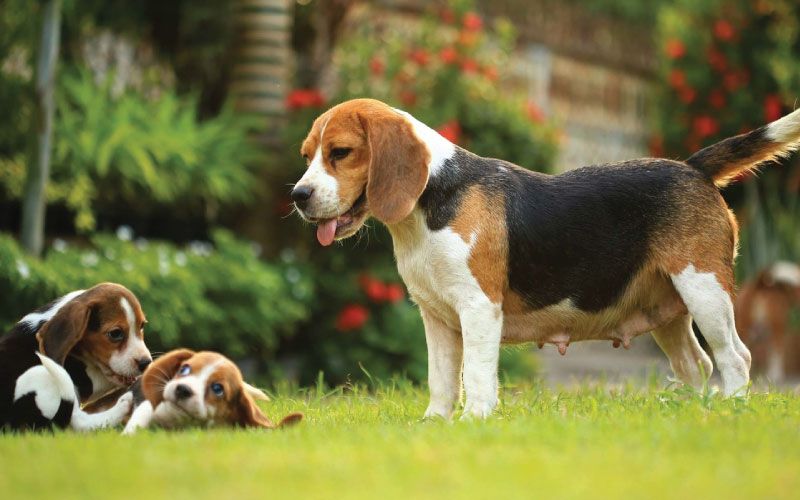 Beagle 