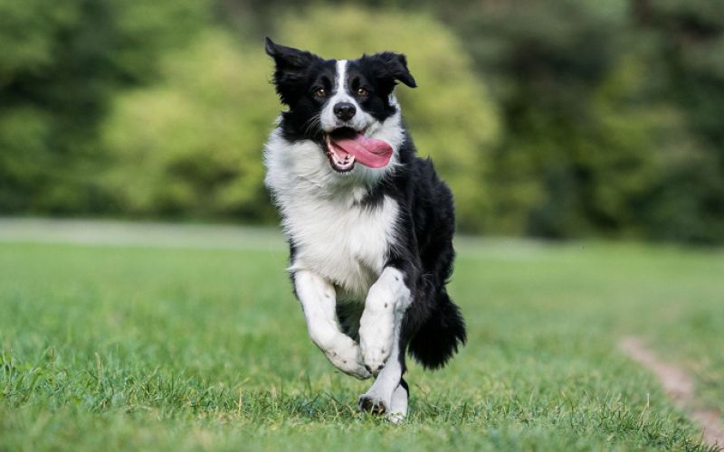 Border collie 
