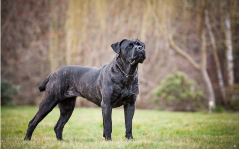 Cane corso 