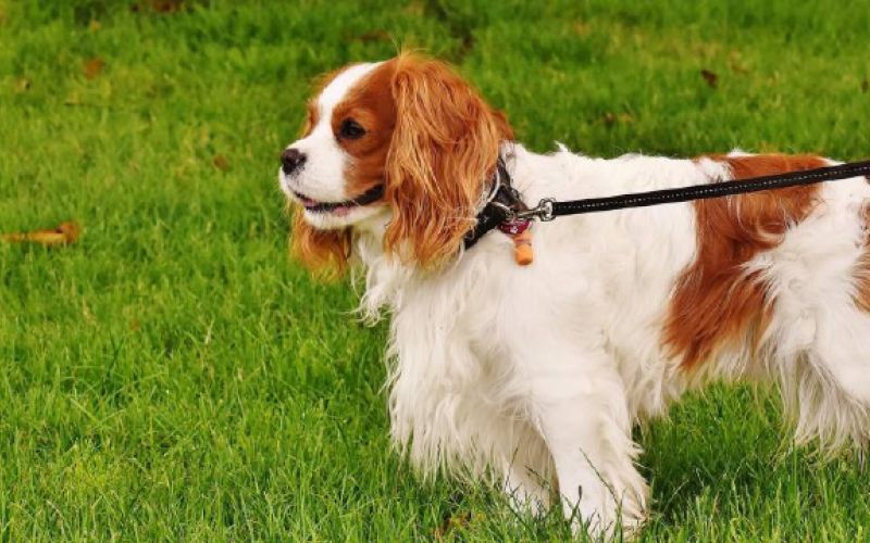 Cavalier King Charles španijel 