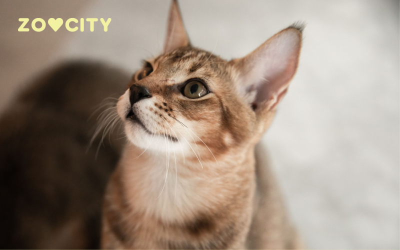 Chausie