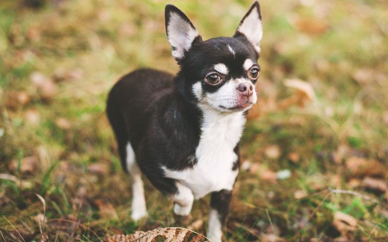 Chihuahua 
