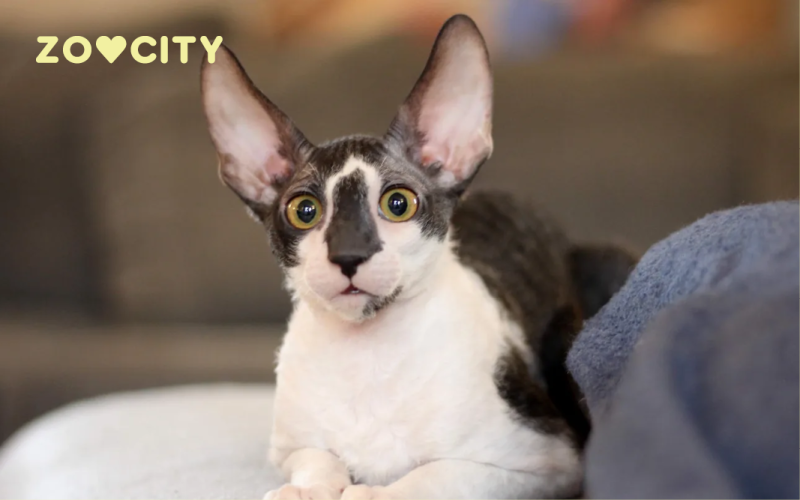 Cornish rex
