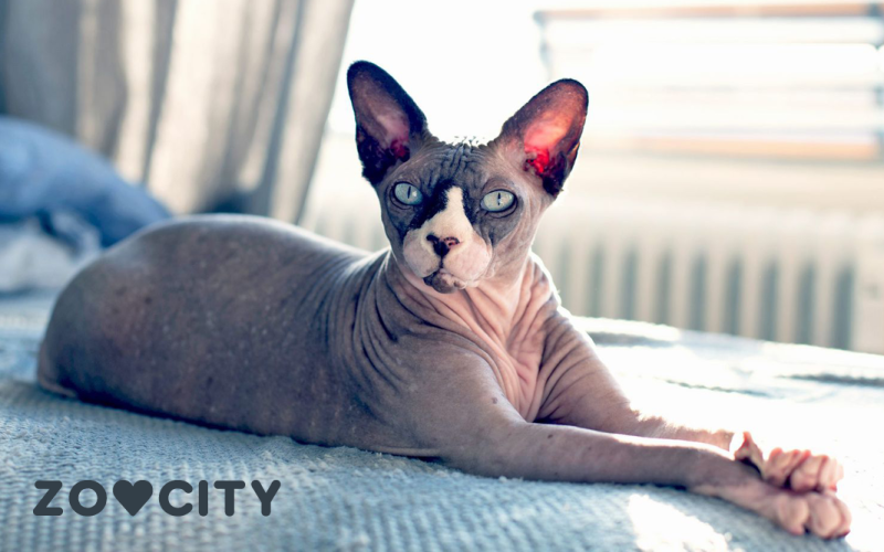 Don Sphynx