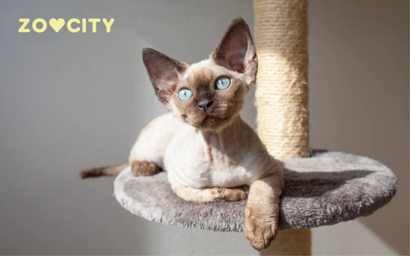 Devon rex