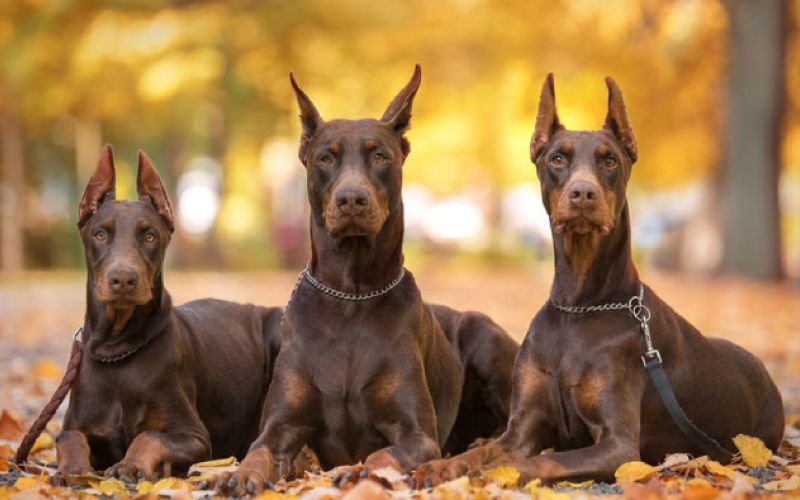 Doberman