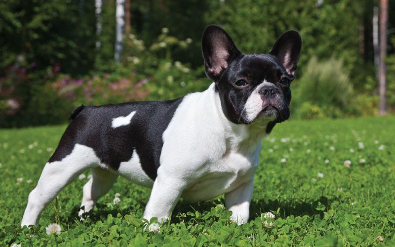 Francuski buldog 