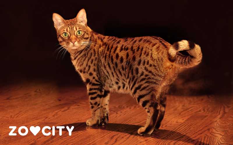 Ocicat