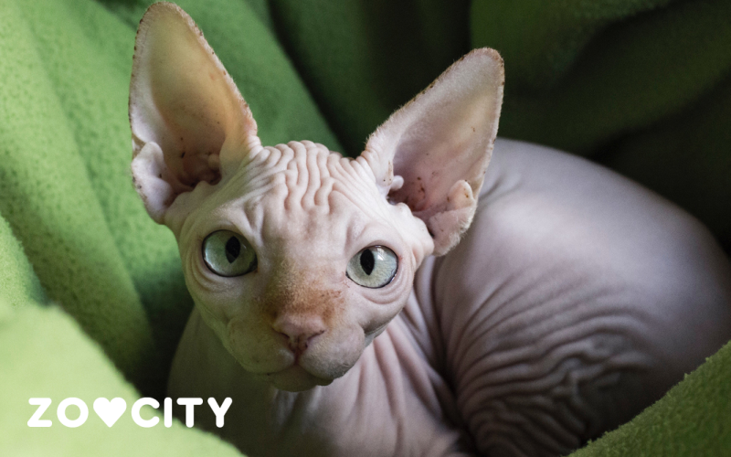 Peterbald