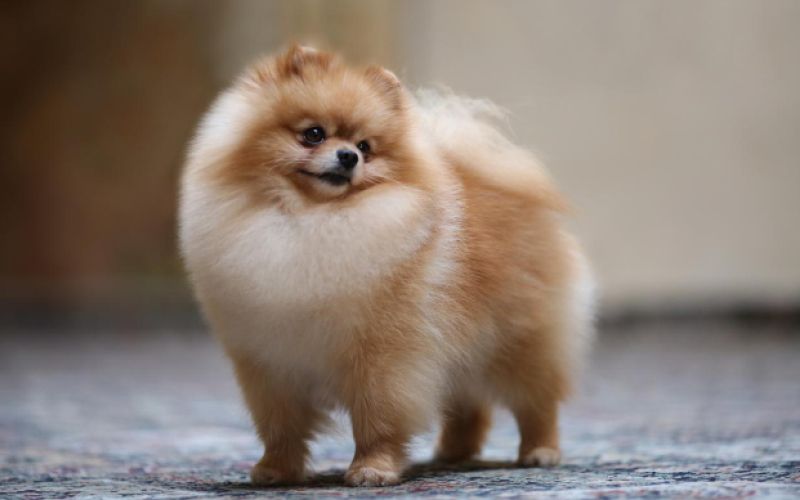 Pomeranac 