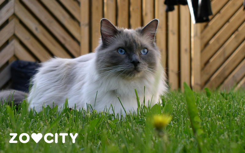 Ragdoll