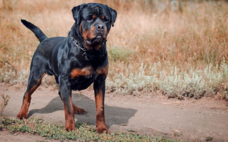 Rottweiler 