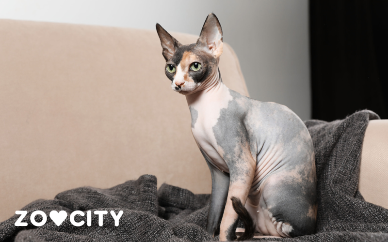Sphynx
