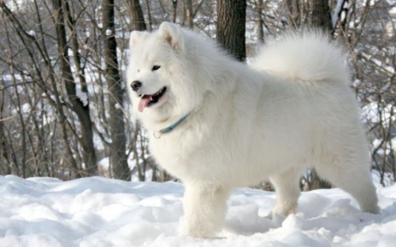 Samojed 
