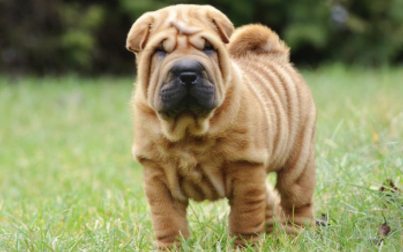 Shar pei 