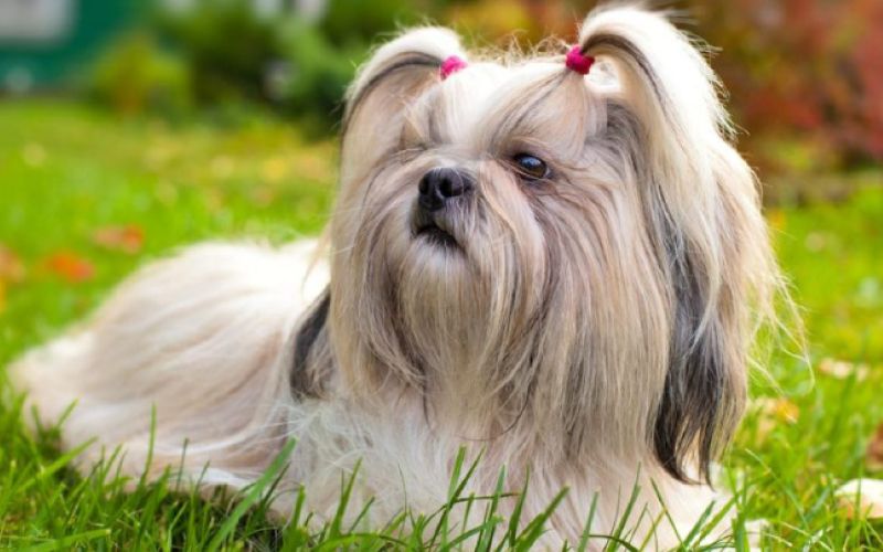 Shih tzu 