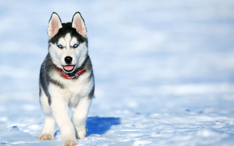 Sibirski husky 