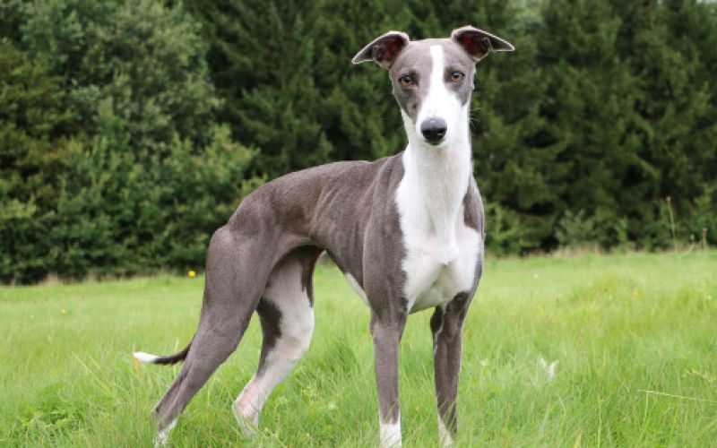 Whippet 