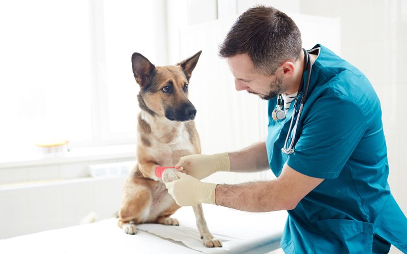 Kako odabrati veterinara?