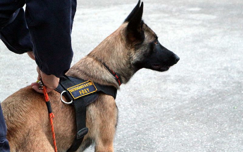 Prehrana radnih i lovačkih pasa
