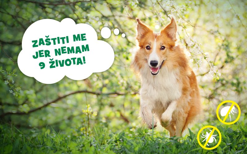 Zaštiti svog ljubimca
