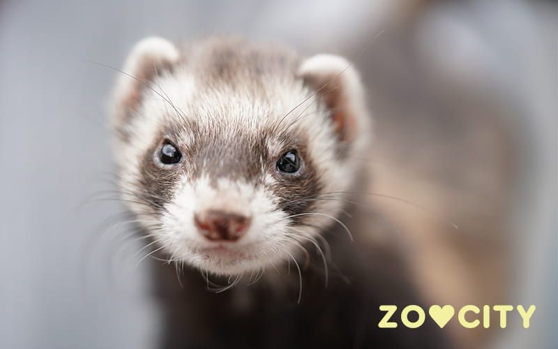 Tvor kućni ljubimac - ferret
