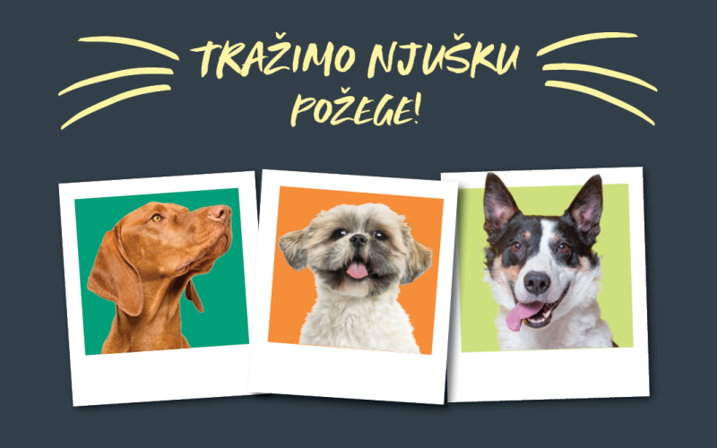 Tražimo ZOOCITY njušku POŽEGE