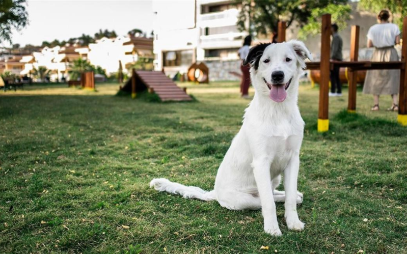 Park za pse