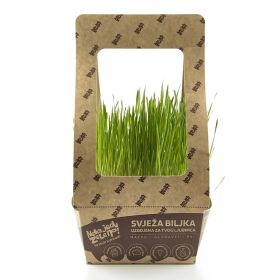 Neka jedu zeleno! Pšenica Triticum Aestivum