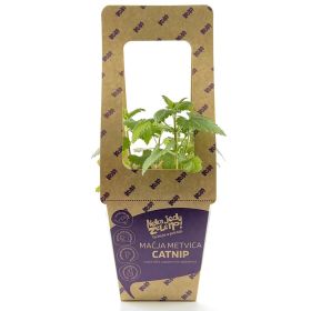 Neka jedu zeleno! Mačja menta Catnip