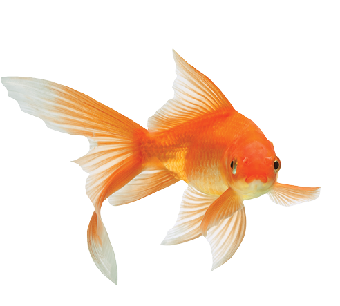 Akvaristika