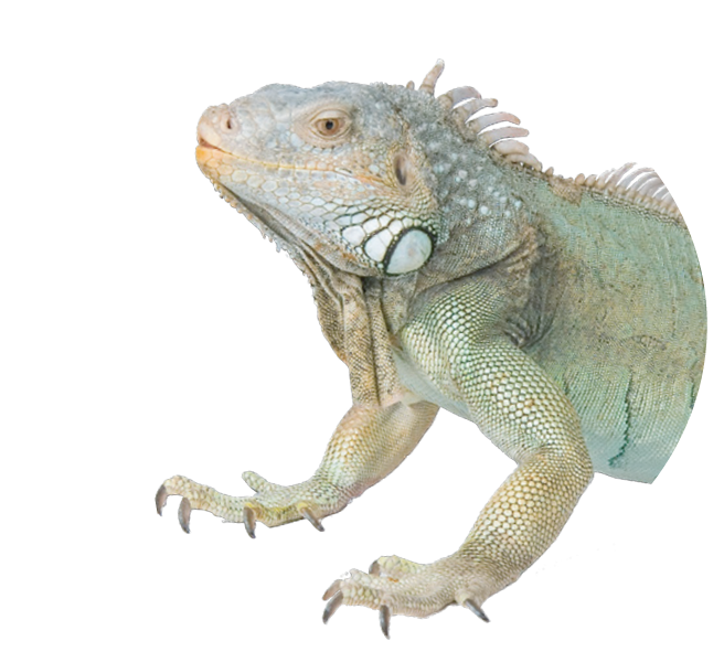 Teraristika
