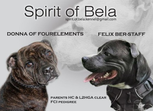 Spirit of Bela