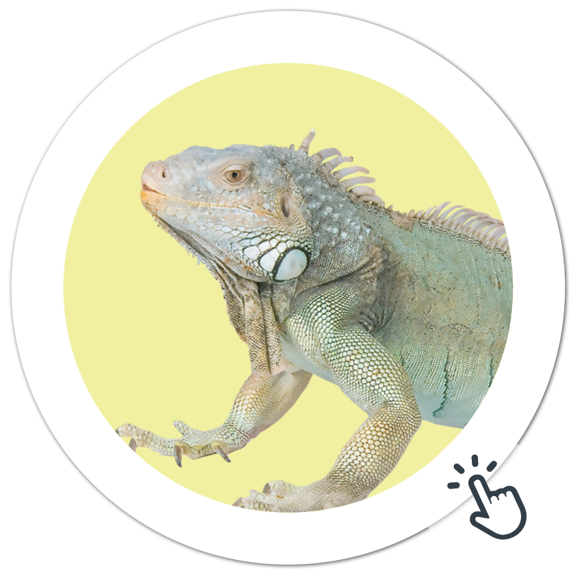 Gmazovi