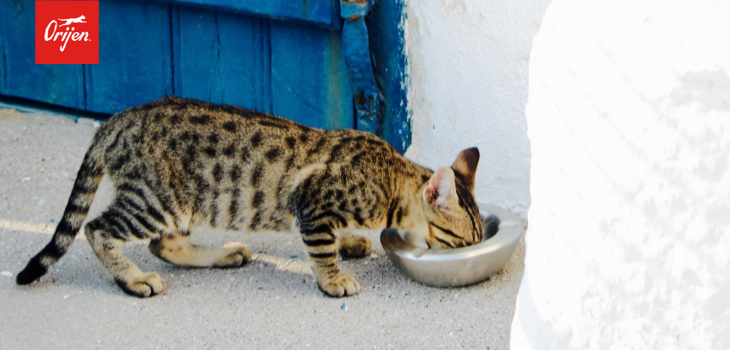 Orijen Cat