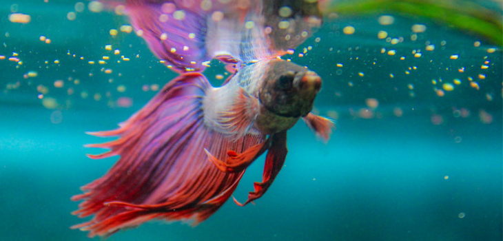 Betta borac