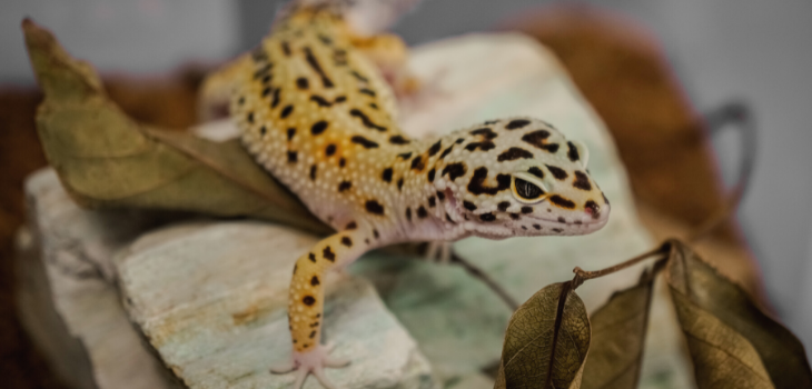 Leopard gecko