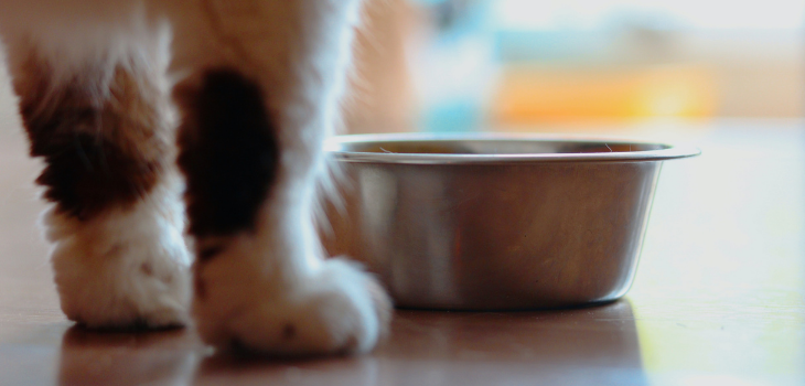 Cat food