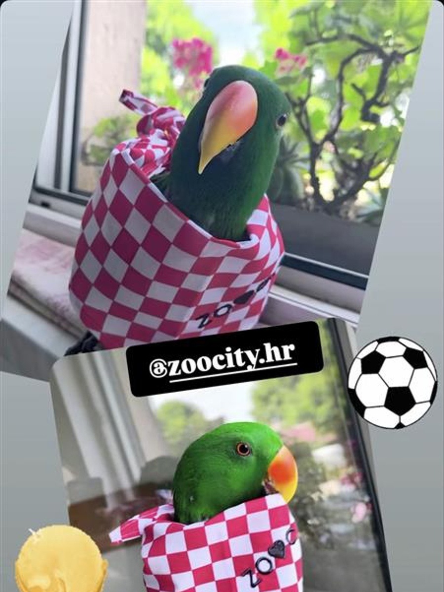 #ZooCityNavijaci